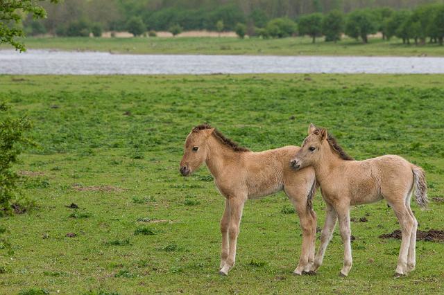 04 Oostvaardersplassen, konikpaarden.jpg